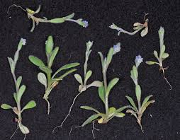 Attēlu rezultāti vaicājumam “Myosotis micrantha”