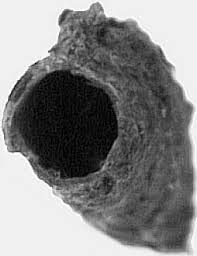 Attēlu rezultāti vaicājumam “Scardia boletella exuvia”