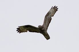 Attēlu rezultāti vaicājumam “Pernis apivorus adult”