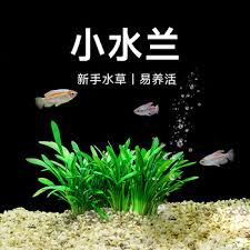 「水蘭」的圖片搜尋結果