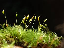 Attēlu rezultāti vaicājumam “Dicranella heteromalla sporophyte”