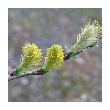 Attēlu rezultāti vaicājumam “Salix aurita flower”