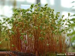 Attēlu rezultāti vaicājumam “Physcomitrium pyriforme sporophyte”