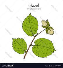 Attēlu rezultāti vaicājumam “Corylus avellana leaf”