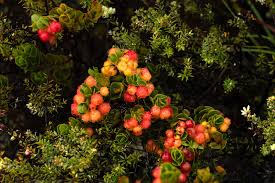 Attēlu rezultāti vaicājumam “Lycogala maculatum sessile”