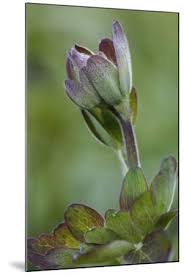 Attēlu rezultāti vaicājumam “Aquilegia vulgaris bud”