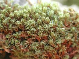 Attēlu rezultāti vaicājumam “Bryum moravicum”