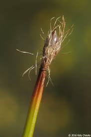 Attēlu rezultāti vaicājumam “Trichophorum cespitosum fruit”