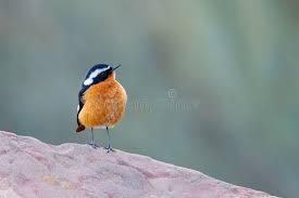 Image result for Phoenicurus moussieri