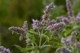 Attēlu rezultāti vaicājumam “Mentha longifolia flower”