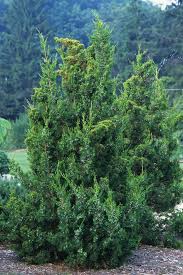Attēlu rezultāti vaicājumam “Juniperus chinensis”