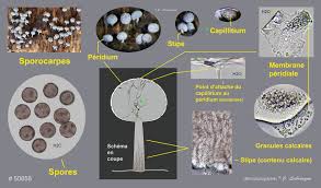 Attēlu rezultāti vaicājumam “Physarum bryocorticola spores”