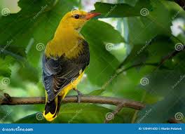 Attēlu rezultāti vaicājumam “Oriolus oriolus male”