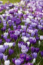 Attēlu rezultāti vaicājumam “Crocus”