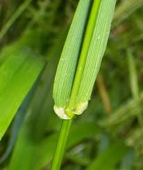 Attēlu rezultāti vaicājumam “Festuca gigantea”