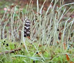 Attēlu rezultāti vaicājumam “Tettigoniodea exuvia”