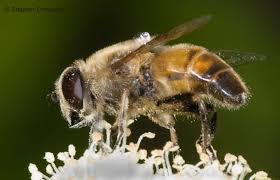 Attēlu rezultāti vaicājumam “Eristalis sp.”
