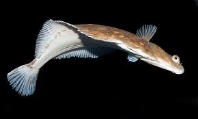 Image result for Pleuronectes platessa