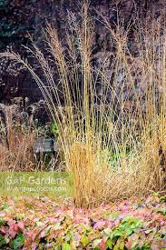 Attēlu rezultāti vaicājumam “Molinia caerulea flower”
