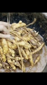 Attēlu rezultāti vaicājumam “Stachys palustris fruit”