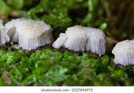 Attēlu rezultāti vaicājumam “Stemonitis fusca”