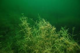 Attēlu rezultāti vaicājumam “Chara globularis”