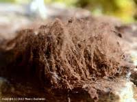 Attēlu rezultāti vaicājumam “Symphytocarpus flaccidus spores”