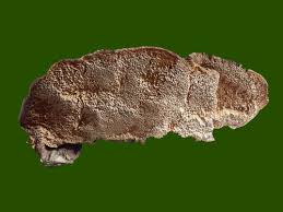 Attēlu rezultāti vaicājumam “Phellinus pini”