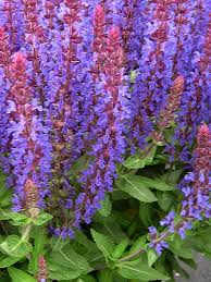Image result for Salvia nemorosa