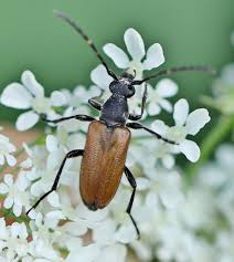 Attēlu rezultāti vaicājumam “Paracorymbia maculicornis”