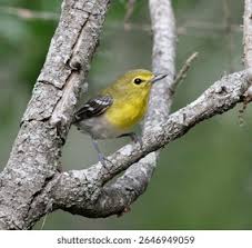 Image result for Vireo flavifrons