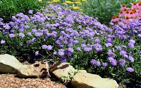 Image result for Scabiosa col.`Butterfly Blue`
