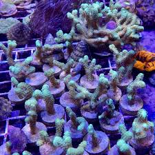 Attēlu rezultāti vaicājumam “Cordyceps stylophora”