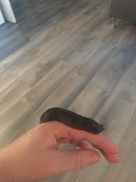 Attēlu rezultāti vaicājumam “Limax cinereoniger”