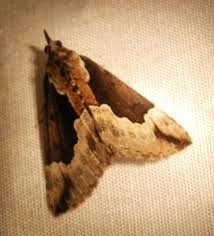 Attēlu rezultāti vaicājumam “Hypena crassalis”