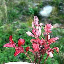 Attēlu rezultāti vaicājumam “Exobasidium splendidum”