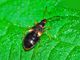 Attēlu rezultāti vaicājumam “Anthocoris nemorum”