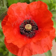 Attēlu rezultāti vaicājumam “Papaveraceae”