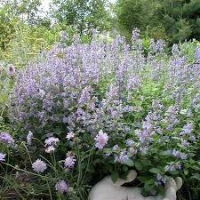 Attēlu rezultāti vaicājumam “Nepeta x faassenii”