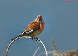 Attēlu rezultāti vaicājumam “Carduelis cannabina adult”