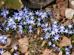 Attēlu rezultāti vaicājumam “Scilla luciliae”