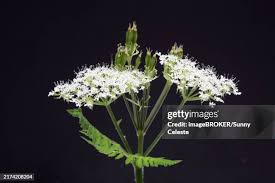 Image result for Myrrhis odorata