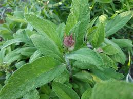 Image result for Salvie