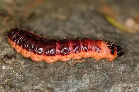 Attēlu rezultāti vaicājumam “Cossus cossus”