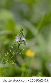 Attēlu rezultāti vaicājumam “Veronica anagallis-aquatica flower”