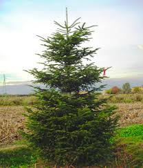 Attēlu rezultāti vaicājumam “Abies alba”