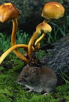 Attēlu rezultāti vaicājumam “Myodes glareolus”