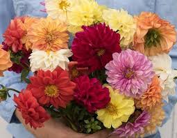 Image result for Dahlia hybrid.