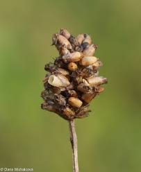 Attēlu rezultāti vaicājumam “Plantago lanceolata bud”