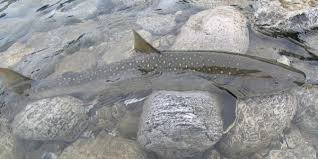 Image result for Salvelinus confluentus